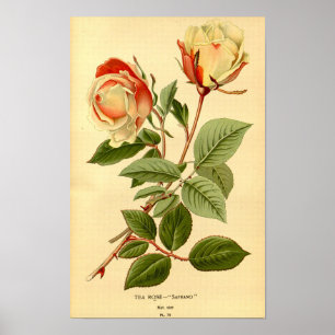 Vintage Red Lemon Yellow Floral Tea Rose Safrano Poster