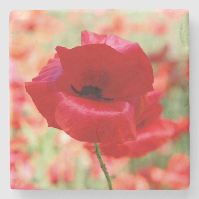 Vintage Red Poppy Flower Stone Coaster (Front)