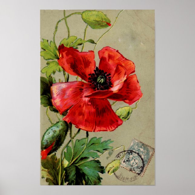 Vintage Red Poppy - Print (Front)