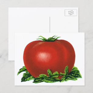Vintage Red Ripe Tomato, Vegetables and Fruits Postcard