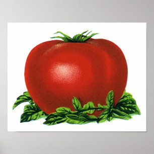 Vintage Red Ripe Tomato, Vegetables and Fruits Poster