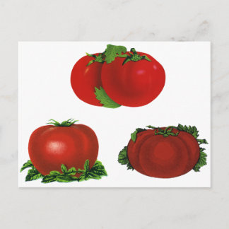 Vintage Red Ripe Tomatoes Food, Fruits, Vegetables Postcard