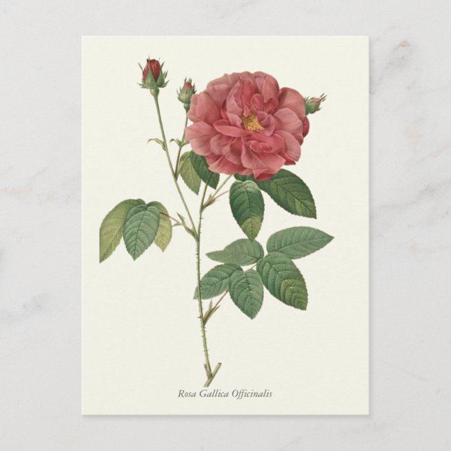 Vintage Red Rose Botanical Print Postcard (Front)