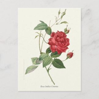 Vintage Red Rose Botanical Print Postcard