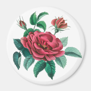 Vintage Red Rose Magnet