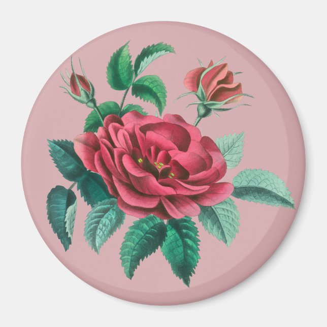 Vintage Red Rose Magnet (Front)