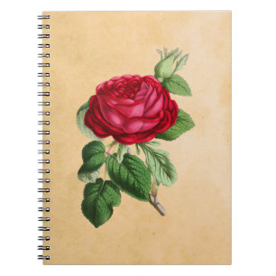 Vintage Red Rose on Faux Tan Parchment Background Spiral Notebook