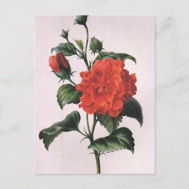 Vintage Red Rose Postcards (Front)