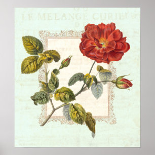 Vintage Red Rose Shabby Elegance Poster