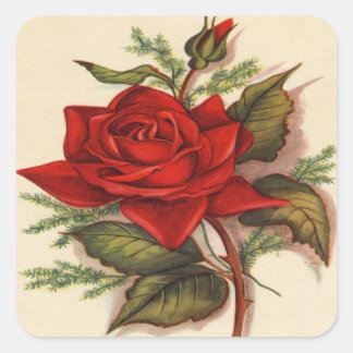 Vintage, Red Rose, Wife Birthday Square Sticker
