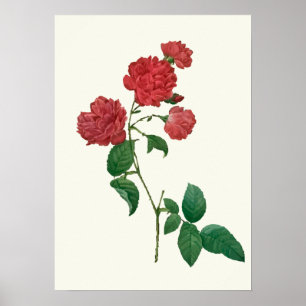 Vintage Red Roses Botanical Print