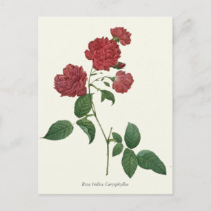 Vintage Red Roses Botanical Print Postcard