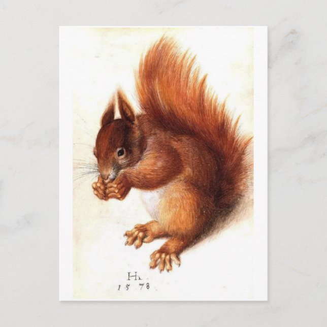 Vintage Red Squirrel Zoological Illustration Postcard (Front)
