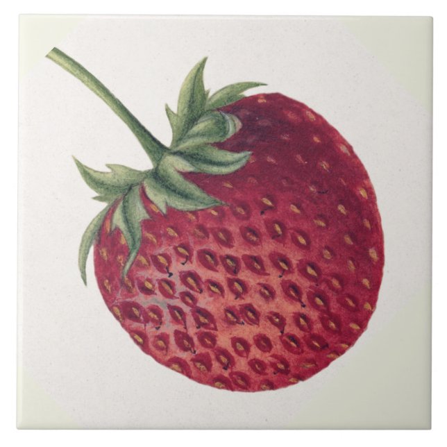 Vintage Red Strawberry Berry Illustration  Tile (Front)