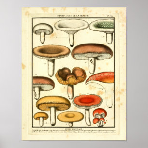 Vintage Red Yellow Green Mushrooms French Print