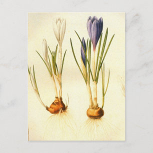 Vintage Redoute Crocus Postcard