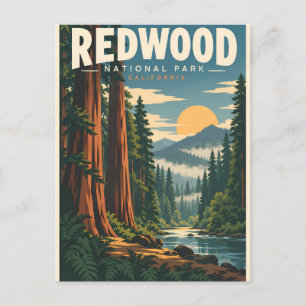 Vintage Redwood National Park California Postcard