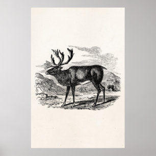Vintage Reindeer Personalized Deer Illustration Poster