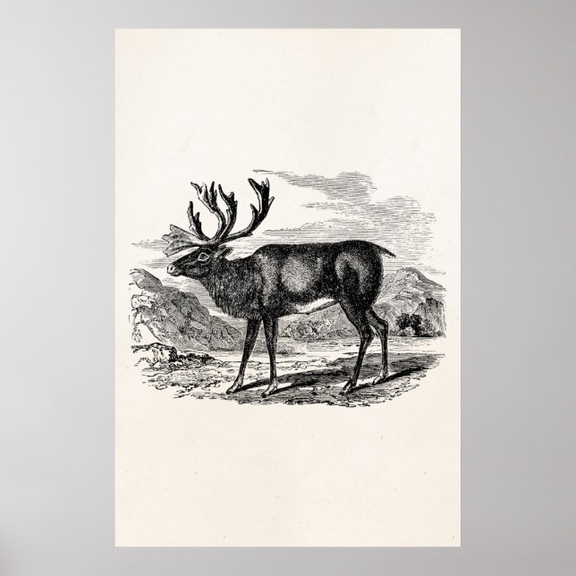 Vintage Reindeer Personalized Deer Illustration Poster (Front)