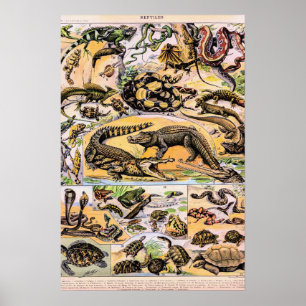 Vintage Reptiles Illustration by Adolphe Millot Poster