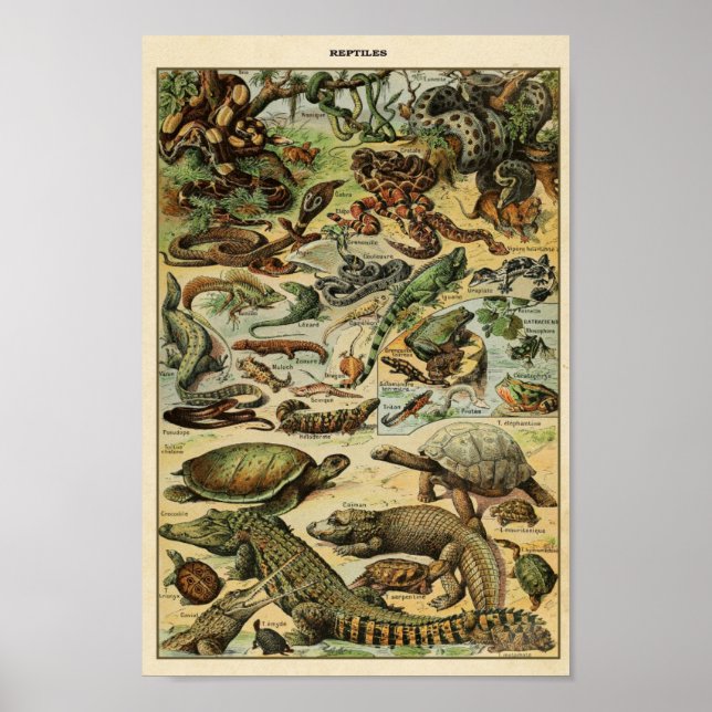 Vintage Reptiles Illustration Poster (Front)