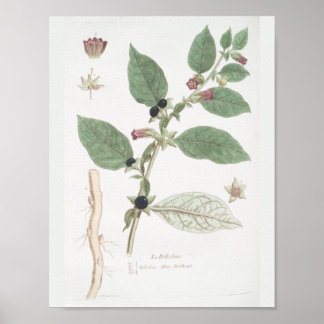 Vintage Retro Botanical Drawing Wall Art Decor