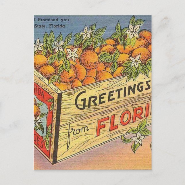 Vintage Retro Florida Oranges Postcard (Front)