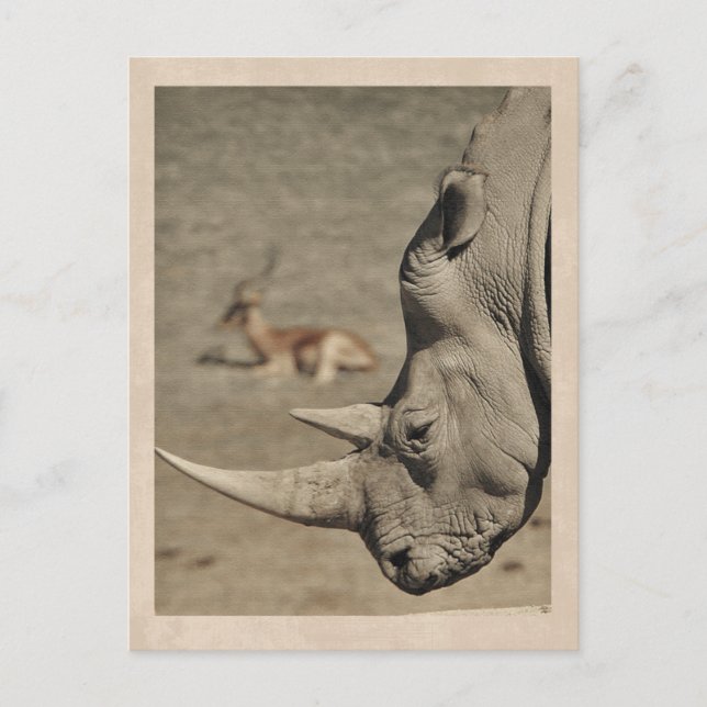 VIntage Rhino Postcard (Front)
