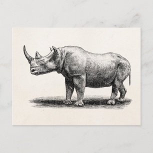 Vintage Rhinoceros Illustration Rhino Rhinos Postcard