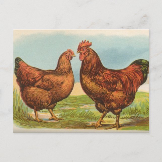 Vintage Rhode Island Red Chicken Postcard (Front)