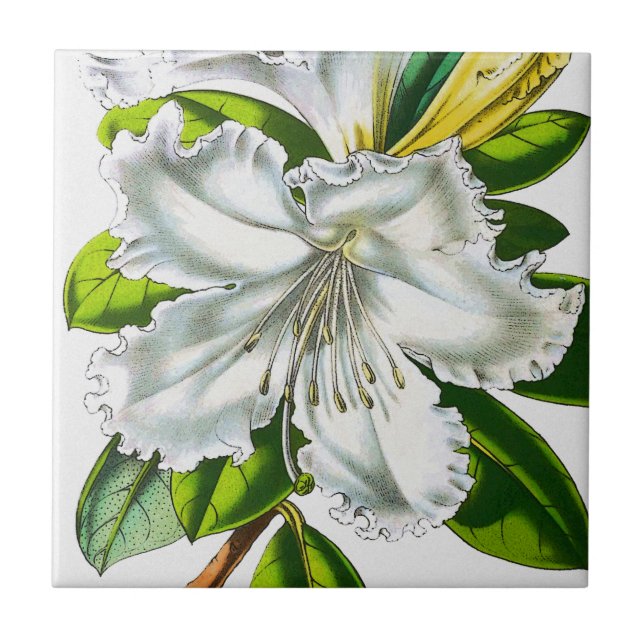 Vintage Rhododendron Botanical Tile (Front)