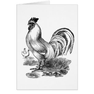 Vintage rooster illustration