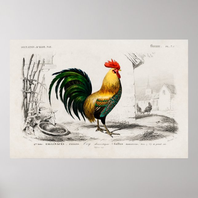 Vintage Rooster Illustration Poster (Front)