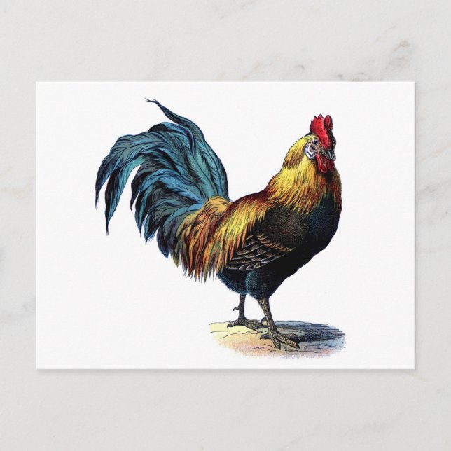 Vintage Rooster Postcard (Front)