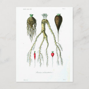 Vintage Root Vegetables Botanical Print Postcard