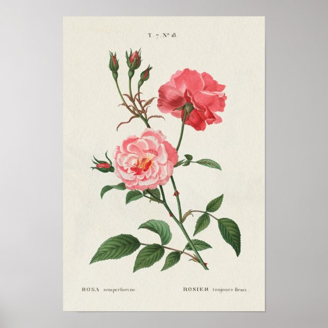 Vintage Rosa Flowers Poster (Front)
