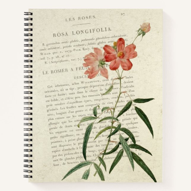 Vintage Rosa Longifolia Notebook (Front)
