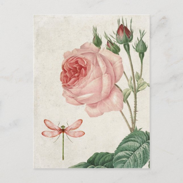 Vintage Rose and Dragonfly Postcard (Front)