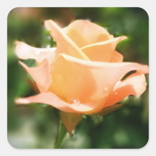 Vintage Rose Flowers Square Sticker