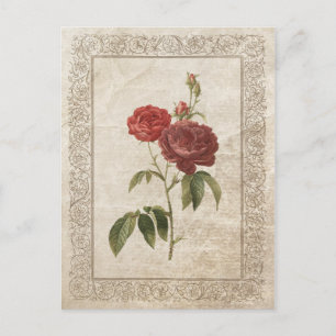 Vintage Rose II Postcard