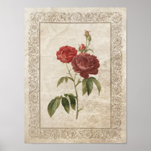 Vintage Rose II poster