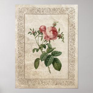 Vintage Rose III Botanical Poster