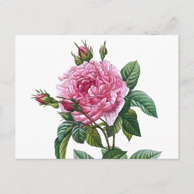 Vintage Rose Illustration Postcard (Front)