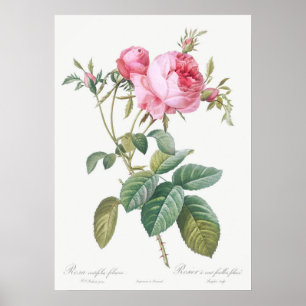 Vintage Rose Illustration Poster