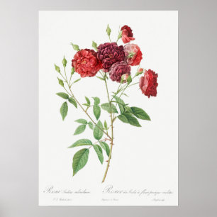 Vintage Rose Illustration Poster