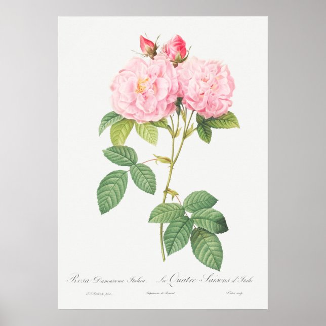 Vintage Rose Illustration Poster (Front)
