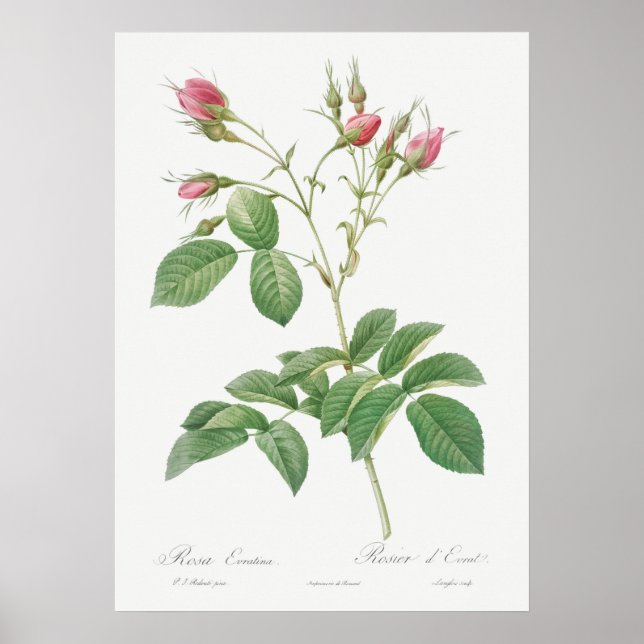 Vintage Rose Illustration Poster (Front)