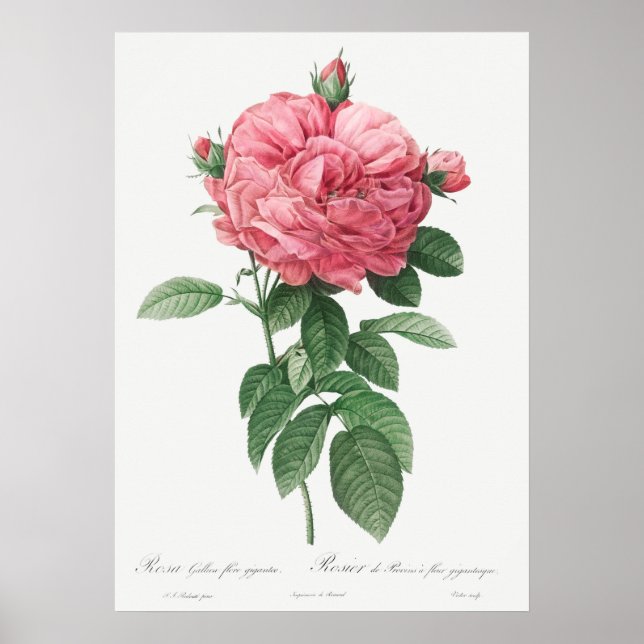 Vintage Rose Illustration Poster (Front)