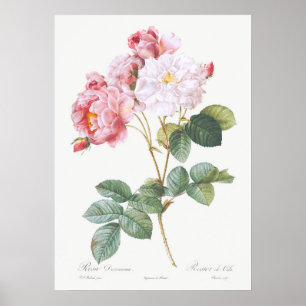 Vintage Rose Illustration Poster