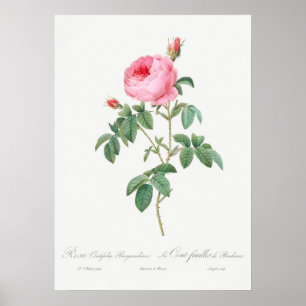 Vintage Rose Illustration Poster
